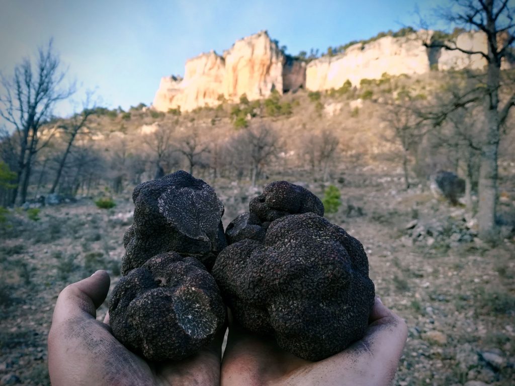 Trufiturismo en el Parque Natural de la Serranía de Cuenca
